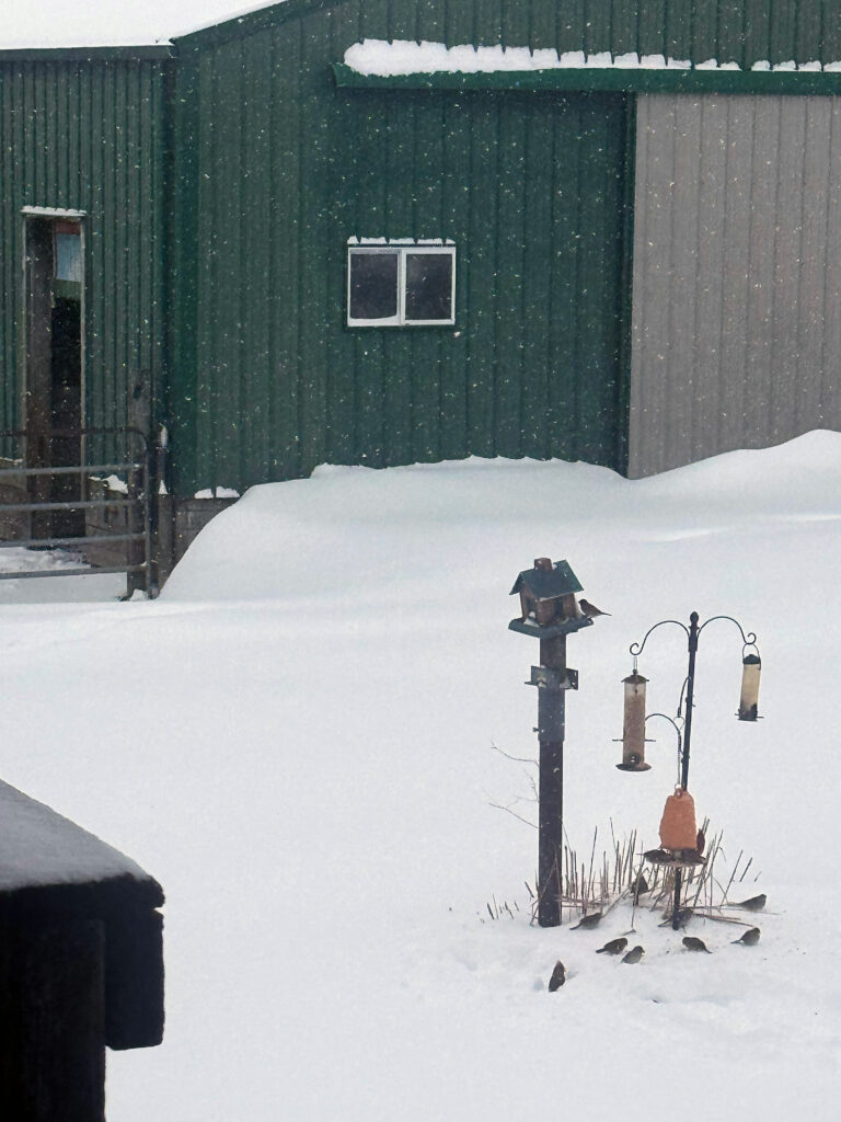 Birds feeding around a bird feeder, January 25th snow storm, 11:30 am, about 12 inches of snow now.