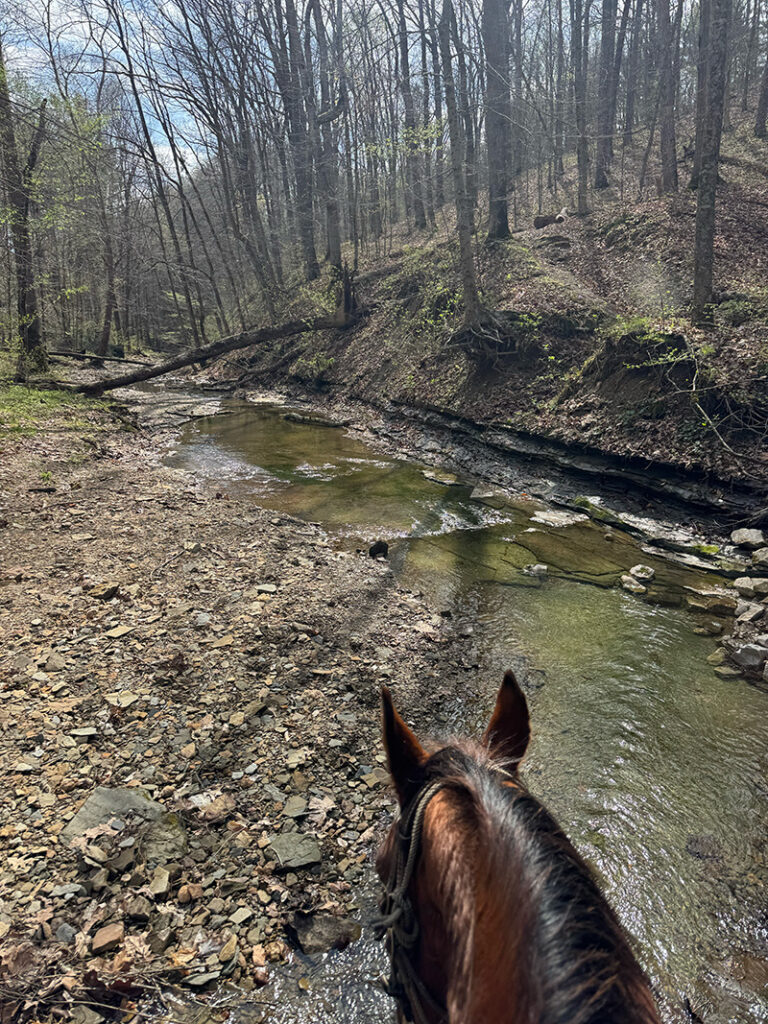 Horse looking at a creek in the Hoosier National Forest.
